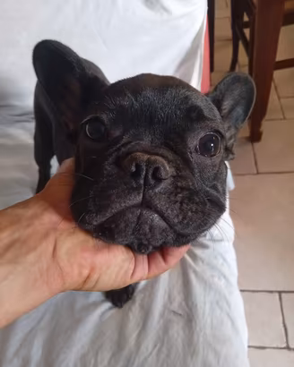 Cuccuolo Bulldog francese