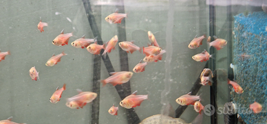 Pesci tropicali e acqua fredda