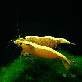 Neocaridina / shrimps / gambero Yellow golden Line