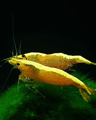 Neocaridina / shrimps / gambero Yellow golden Line