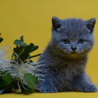 British shortair pello corto