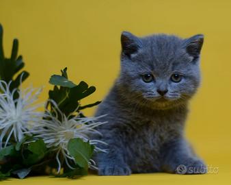 British shortair pello corto