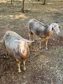 pecore lacaune e meticce