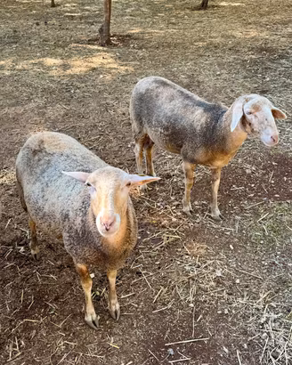 pecore lacaune e meticce
