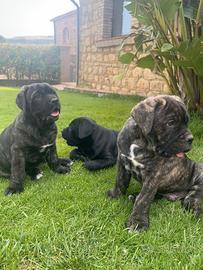 Cuccioli corso