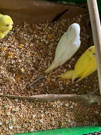 Cocorite allevate a mano