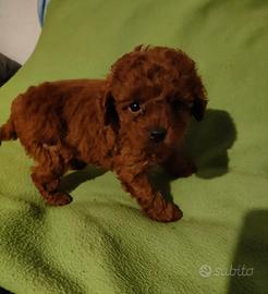 Cuccioli di barboncini toy red