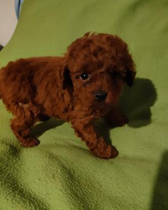 Cuccioli di barboncini toy red