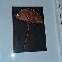 quadretto soggetto Ginko Biloba