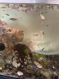 Guppy