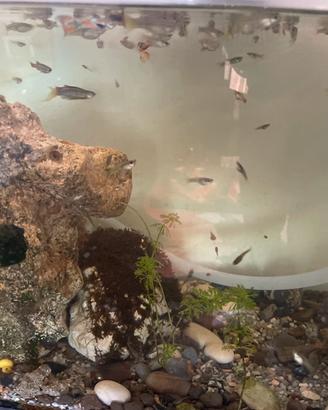 Guppy