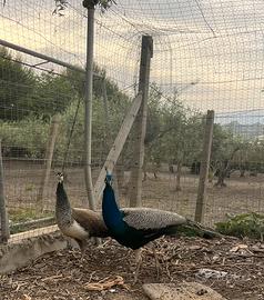 Coppia di Pavoni