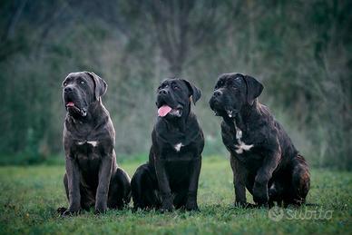 Cucciole cane corso