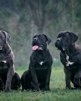 Cucciole cane corso