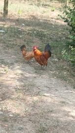 Gallinelle nane da combattimento anche ornamenntal