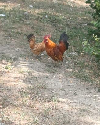 Gallinelle nane da combattimento anche ornamenntal