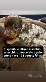 Bassotto