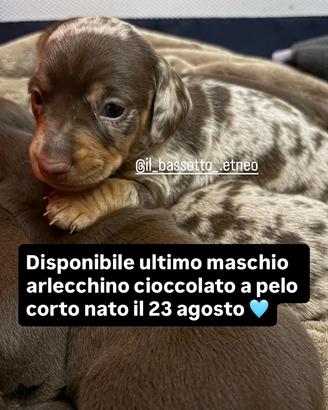 Bassotto