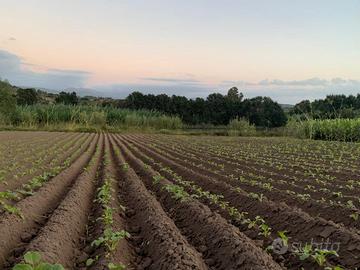 Terreno Agricolo Irrigato con Ulivi Storici