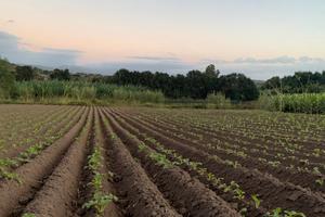 Terreno Agricolo Irrigato con Ulivi Storici