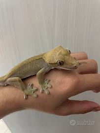 Correlophus ciliatus/geco crestato