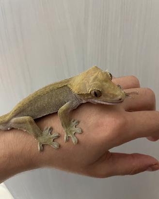 Correlophus ciliatus/geco crestato