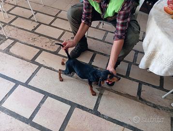 Cuccioli di segugio italiani 90 gg LEPRE