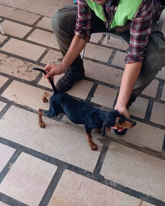 Cuccioli di segugio italiani 90 gg LEPRE