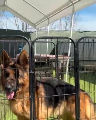 Adulto pastore tedesco