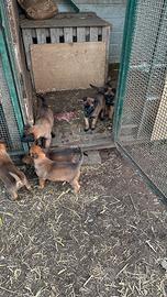 Pastore belga malinois