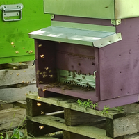 Famiglie api ligustiche