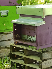 Famiglie api ligustiche