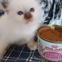 Sacro di Birmania cuccioli