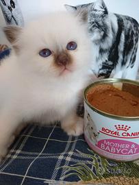 Sacro di Birmania cuccioli