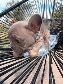 Bulldog francese