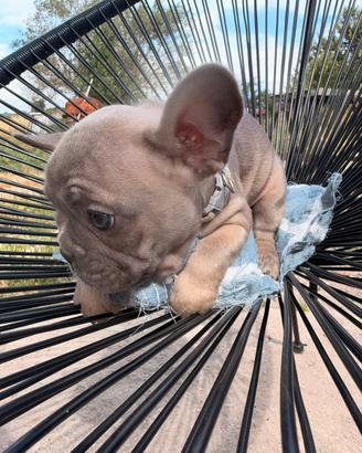 Bulldog francese