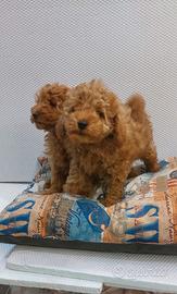 Cucciolo di barboncino