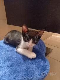 4gattini maschi femmine