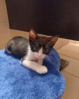 4gattini maschi femmine