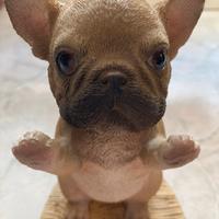 Supporto per cellulare cane in resina