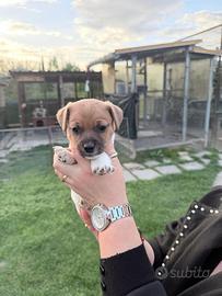 Jack Russell Terrier