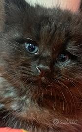 Gattini Siberiani con pedigree