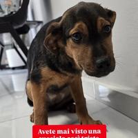 La cucciola triste