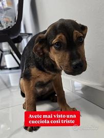 La cucciola triste