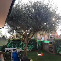 Albero di ulivo