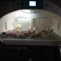 Incubatrice Fiem 72 uova 