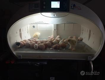 Incubatrice Fiem 72 uova 