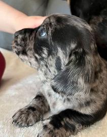 Cuccioli di bassotti merle femmine