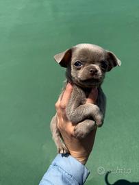Chihahua con pedigree