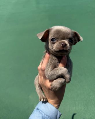 Chihahua con pedigree